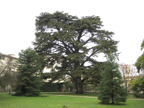 cedro del libano orto bot lucca ridd - img_5800