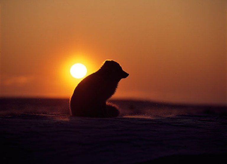 An arctic fox sits on the ice and snow.