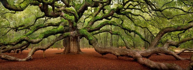 angel-oak-quercia-enorme-charleston-carolina-08
