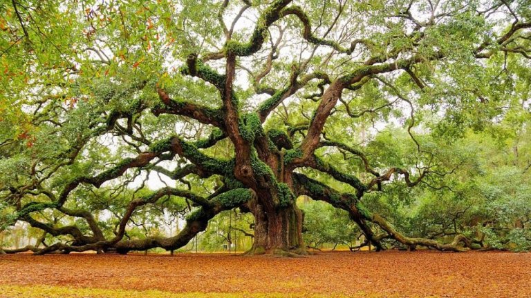 angel-oak-quercia-enorme-charleston-carolina-09